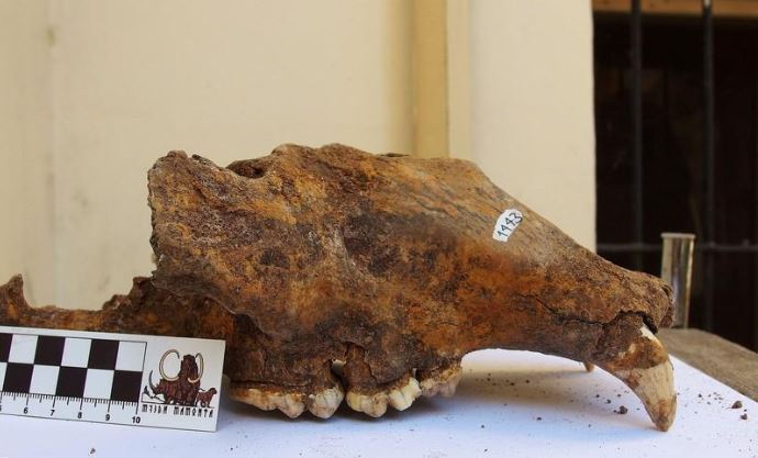 جزء من جمجمة دب كهوف في سيبيريا يوم الخميس. صورة لرويترز. يحظر إعادة بيعها أو الاحتفاظ بها في أرشيف